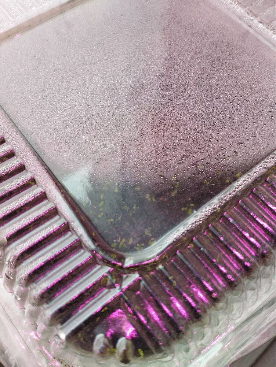 Контейнер для рассады