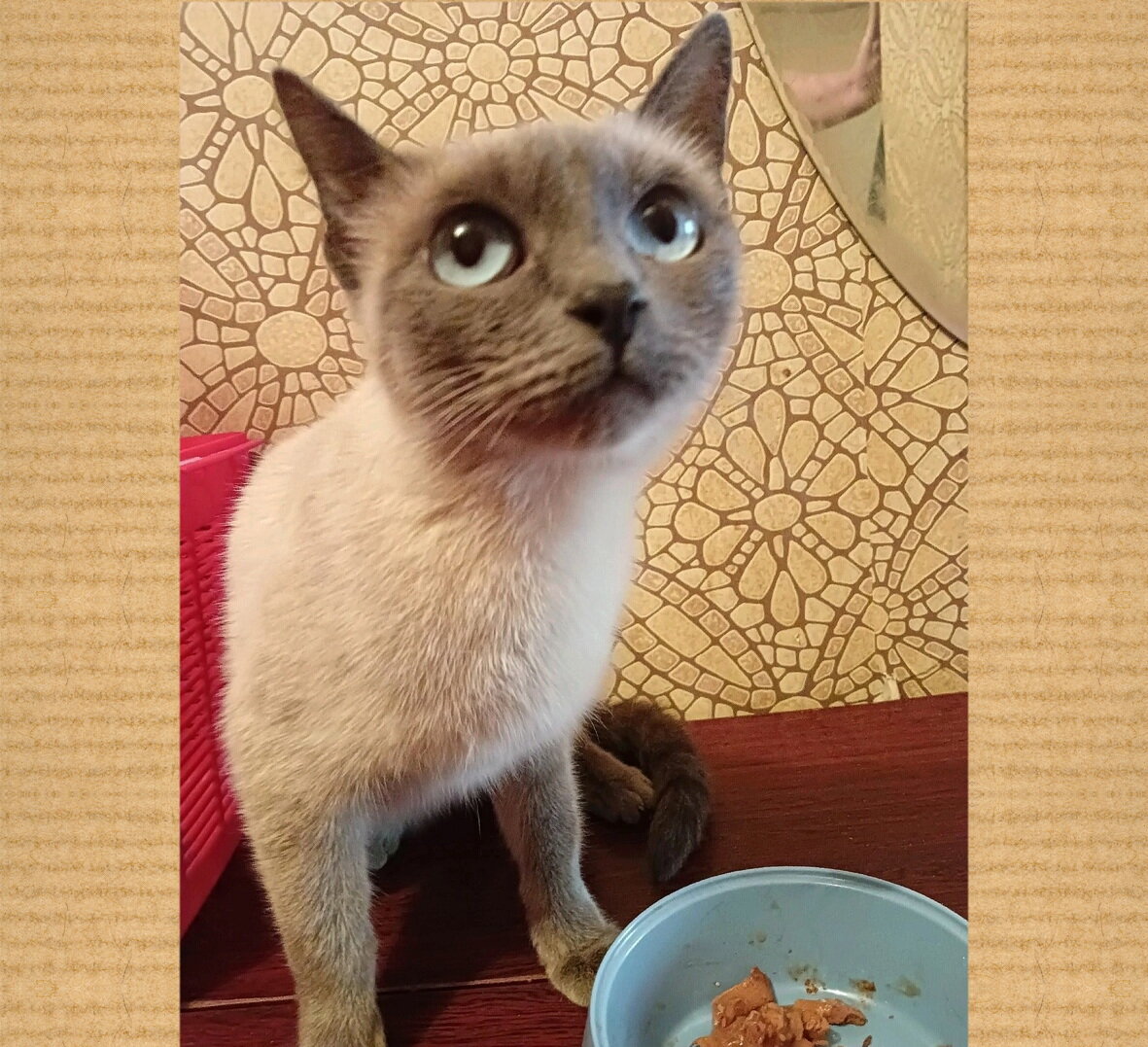 У кошечки огромные глаза, как два озера