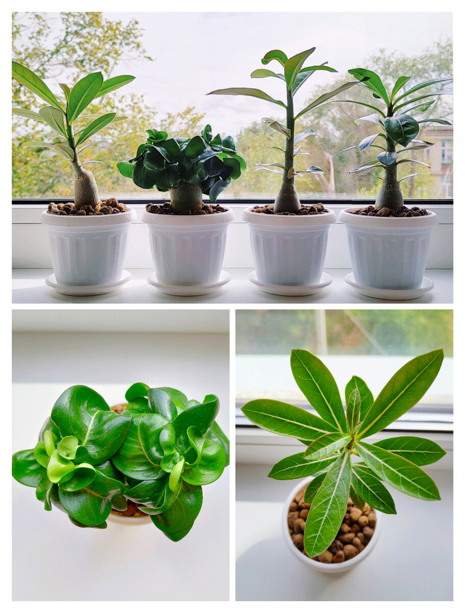 Адениумы. Фото автора.