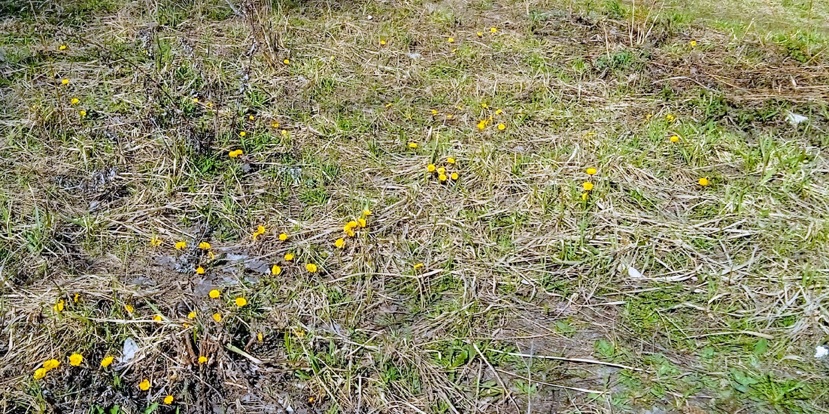 Мать-и-мачеха пробивается у соседнего дома через прошлогоднюю траву... 🌼