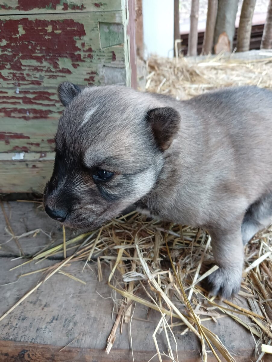 Это Лаки. Ему ещё нет месяца, а он знает 2 команды.❤️🐩💋