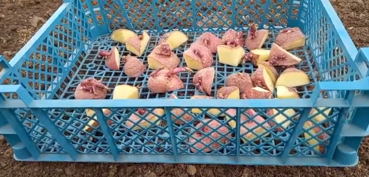 Получаем два ведра картофеля с одного куста: тонкости успешной посадки ...