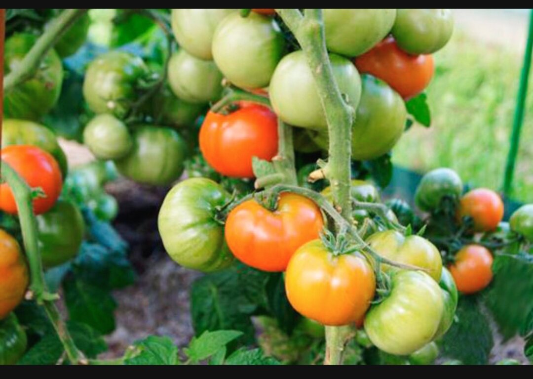 Томат"Бетта"