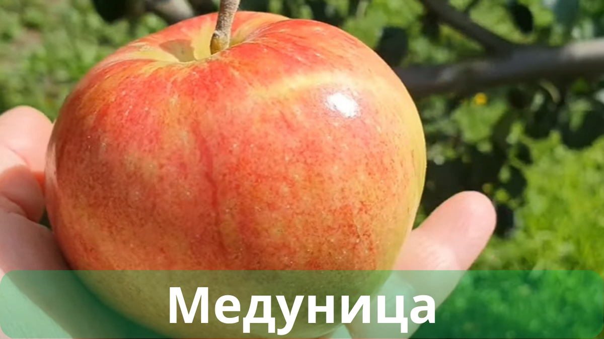 раннезимние сорта яблони 5 букв
