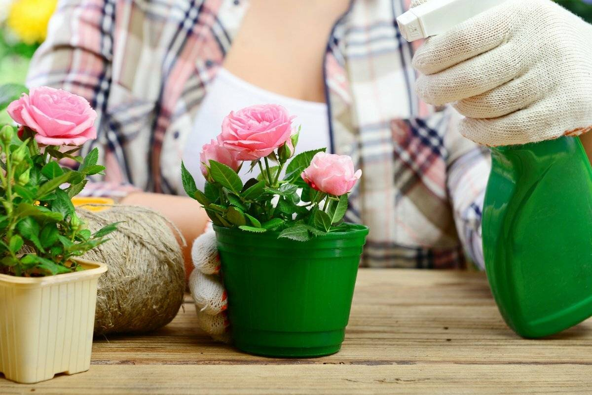 Растение после покупки. Цветок в горшке. Розовый цветок в горшке. Горшок для растений с поливом. Цветоводство комнатные растения.