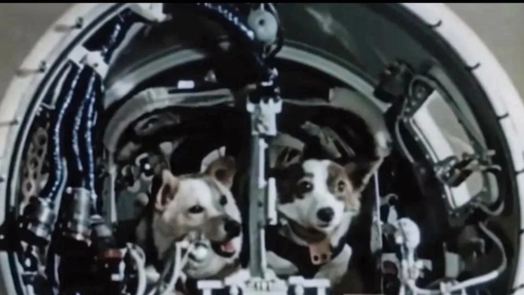Космосе после собаки. Белка и стрелка полёт в космос 1958. Первая собака полетевшая в космос. Приземление белки и стрелки. Белка и стрелка в космосе э.