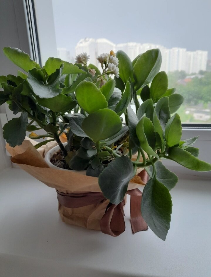 Люба образца 2022