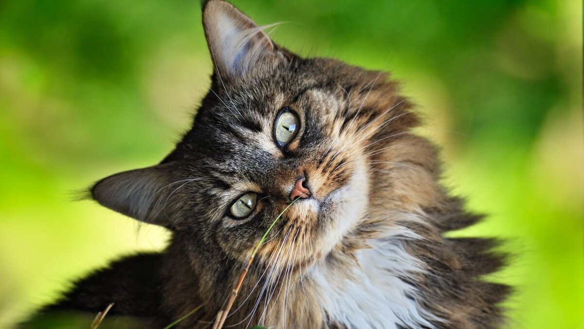 Влияет ли окрас кошки на ее вредный характер? Раскрыла тайны разноцветной  шерсти в статье | Лапка к лапке | Дзен