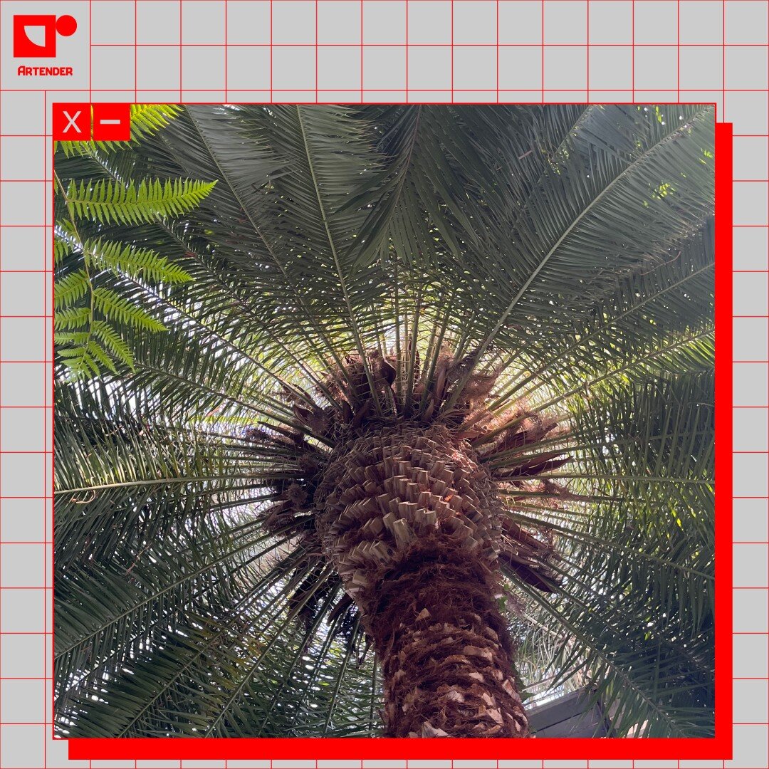 Финиковая пальма