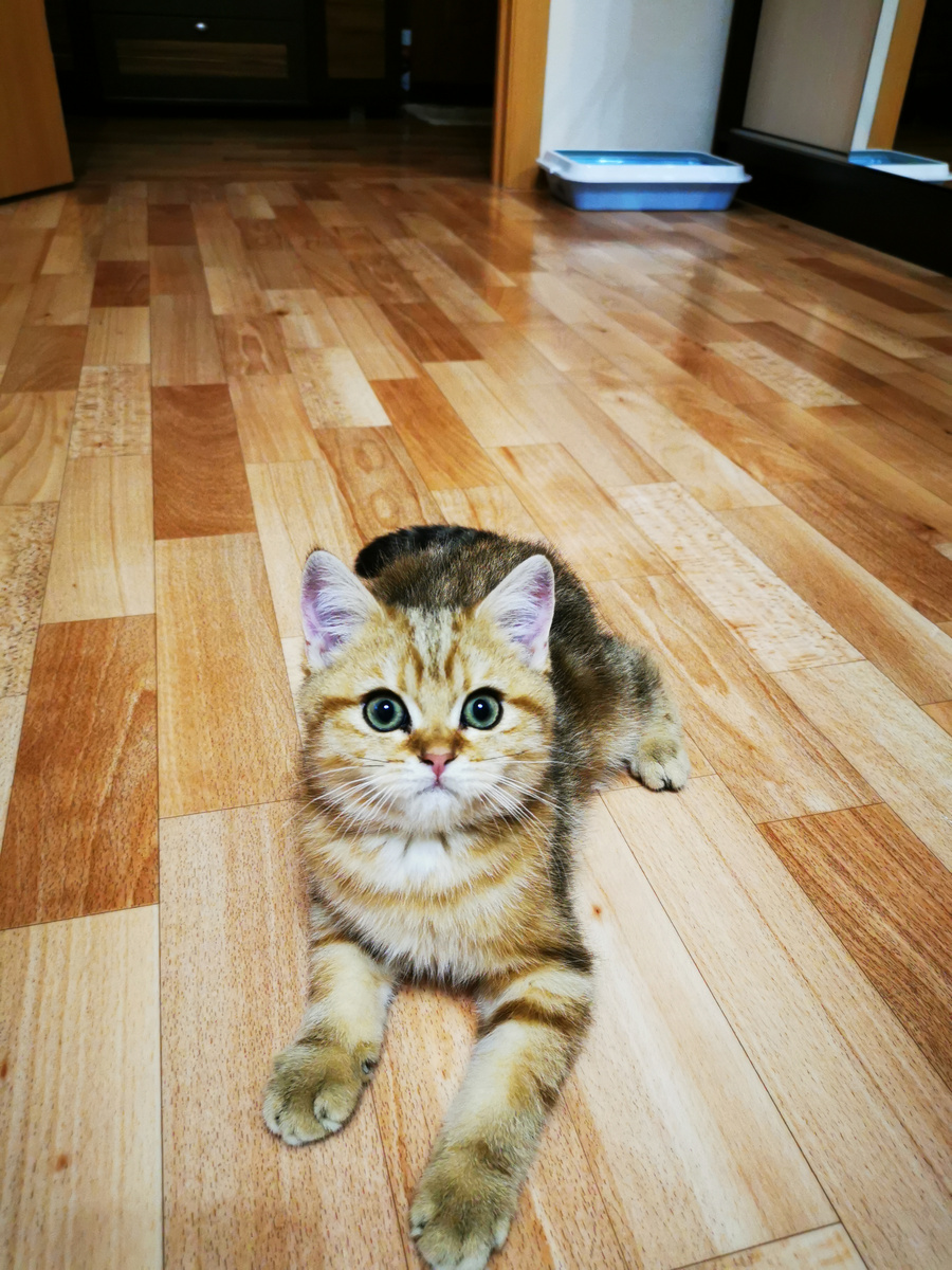 Первые часы Персика дома.