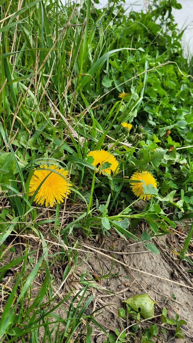 Одуванчик лекарственный (Taraxacum officinale)