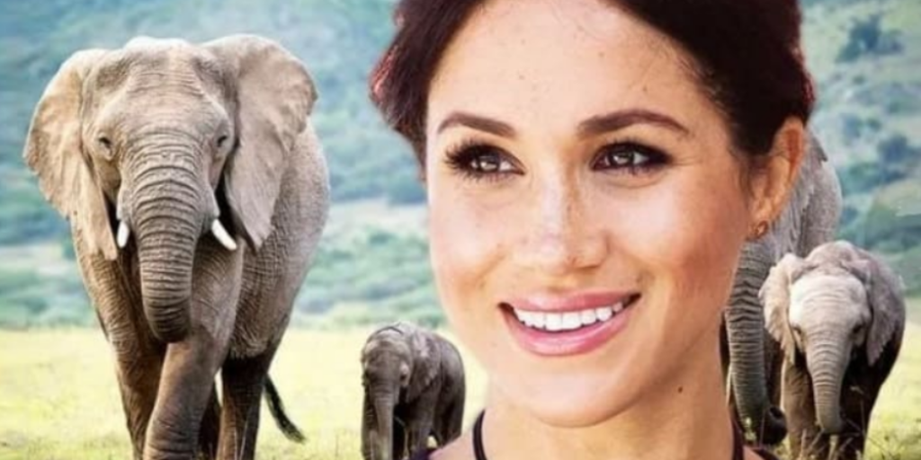 Проект Меган Маркл о слонах был провальным. Фото: Getty Images