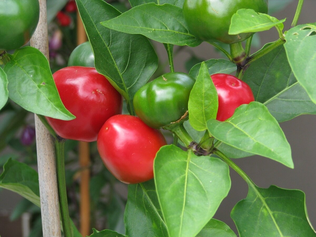 Жгучая Вишенка