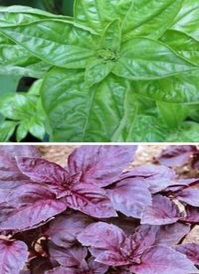 базилик виды