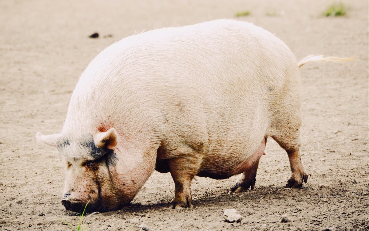 Photo by Austin Guhl on Unsplash