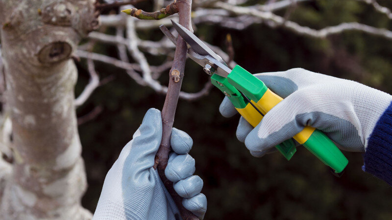     Обрезка сухих веток. freepik.com/Freepik