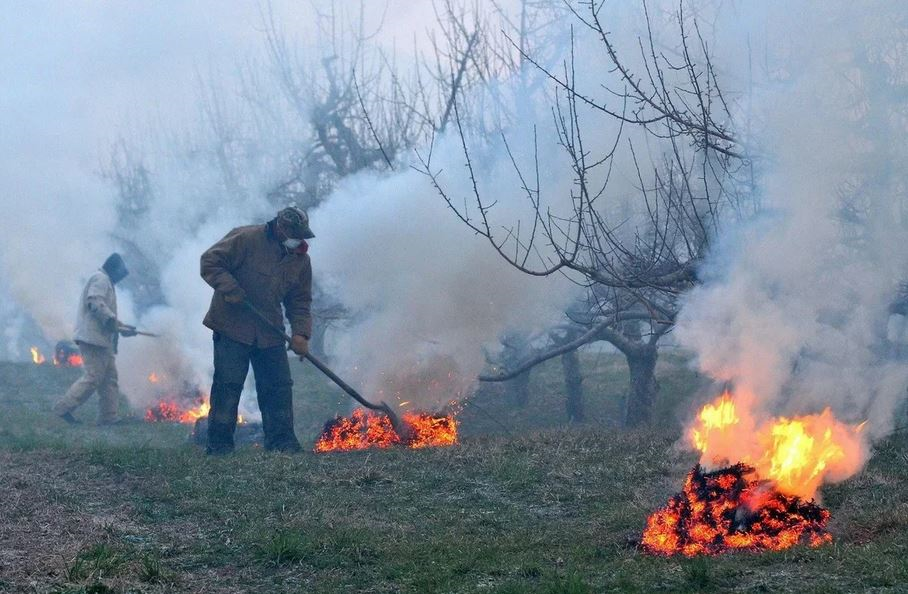 Сад спасен. Борьба с заморозками. Окуривание от заморозков. Окуривание деревьев от заморозков. Дымление сада.