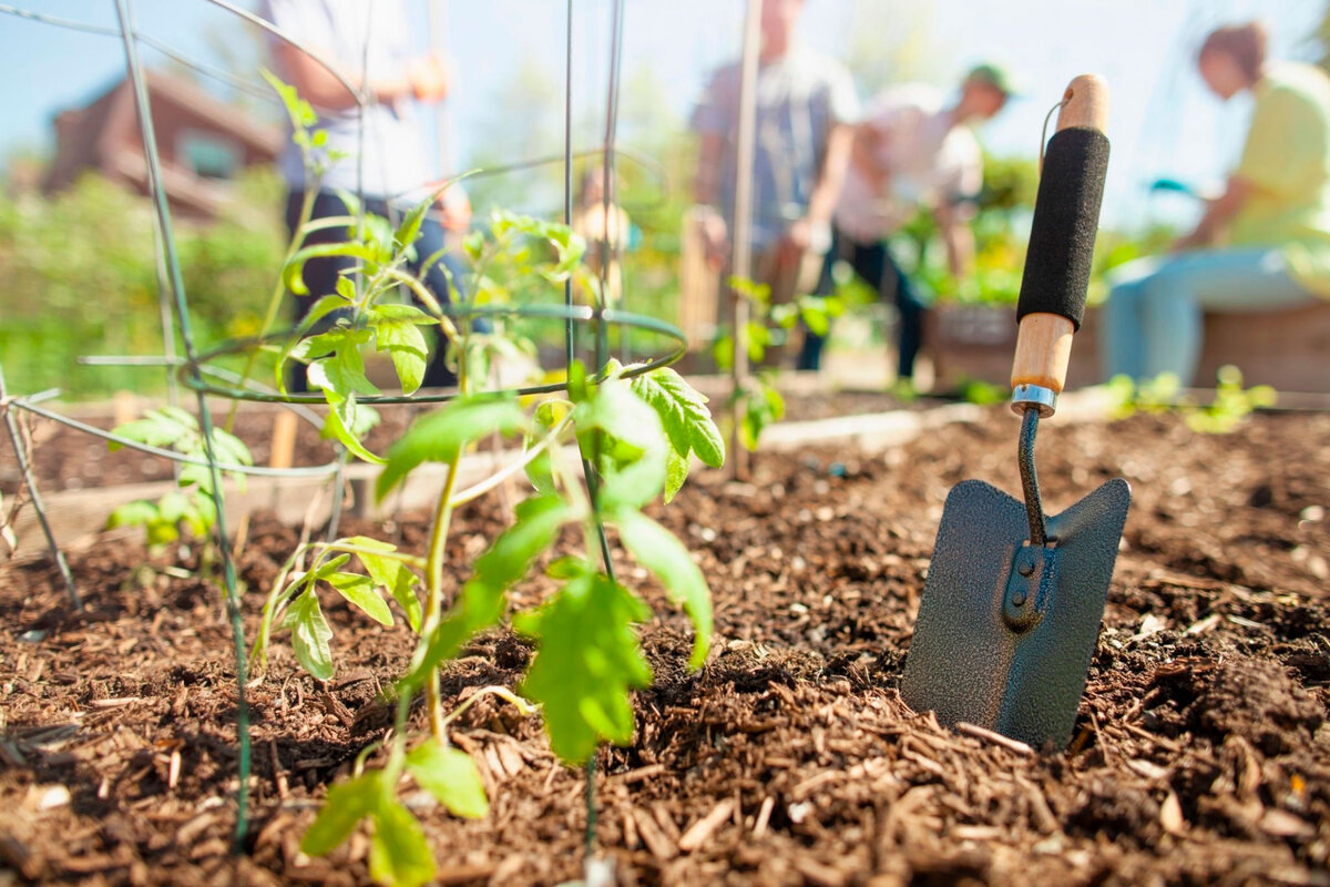 Мульчирование томатов.
