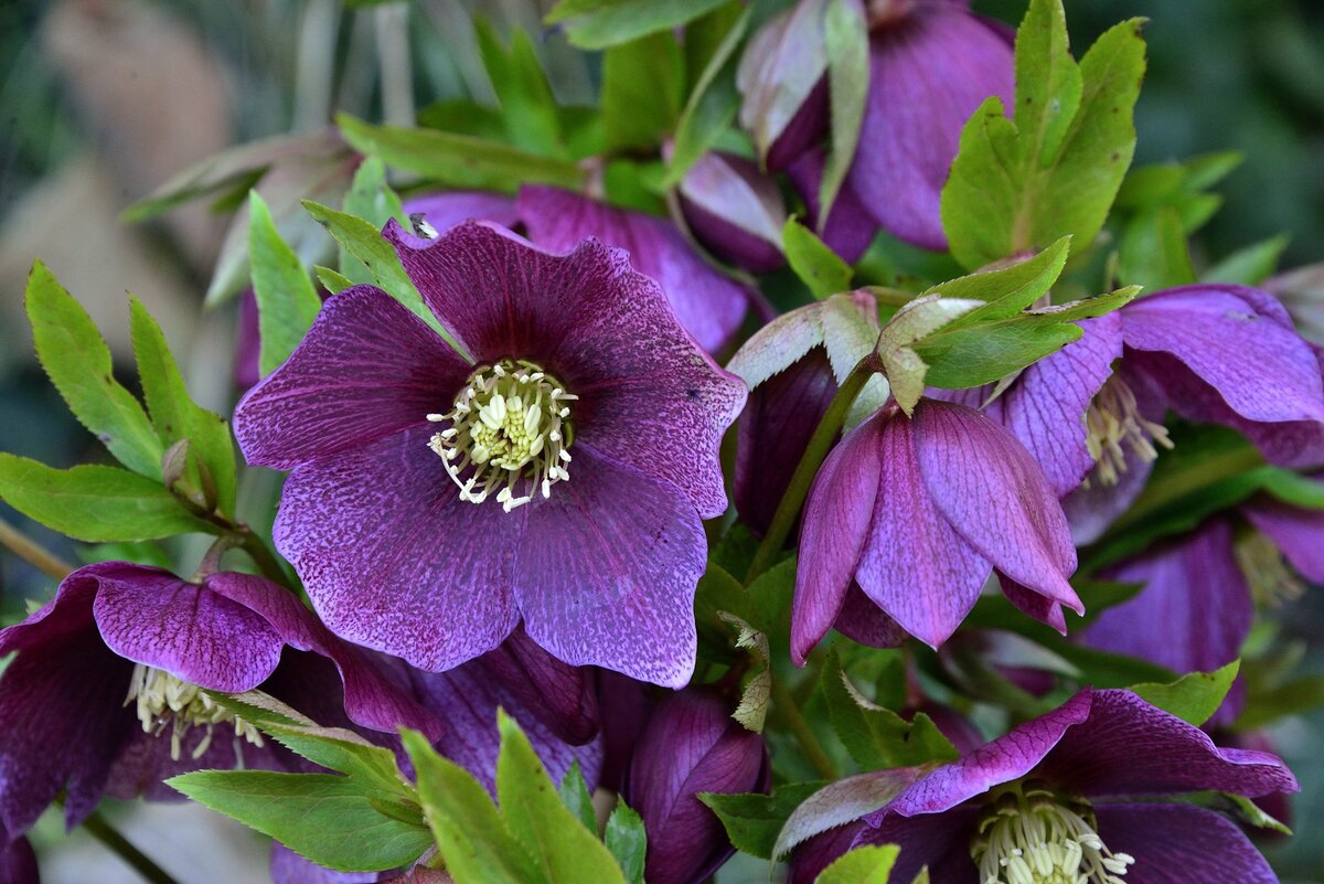 Морозник Helleborus