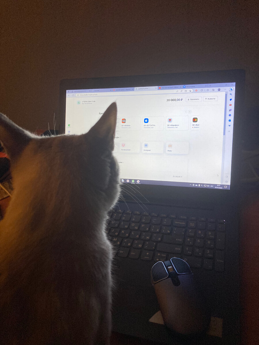 Кот делает ставку 