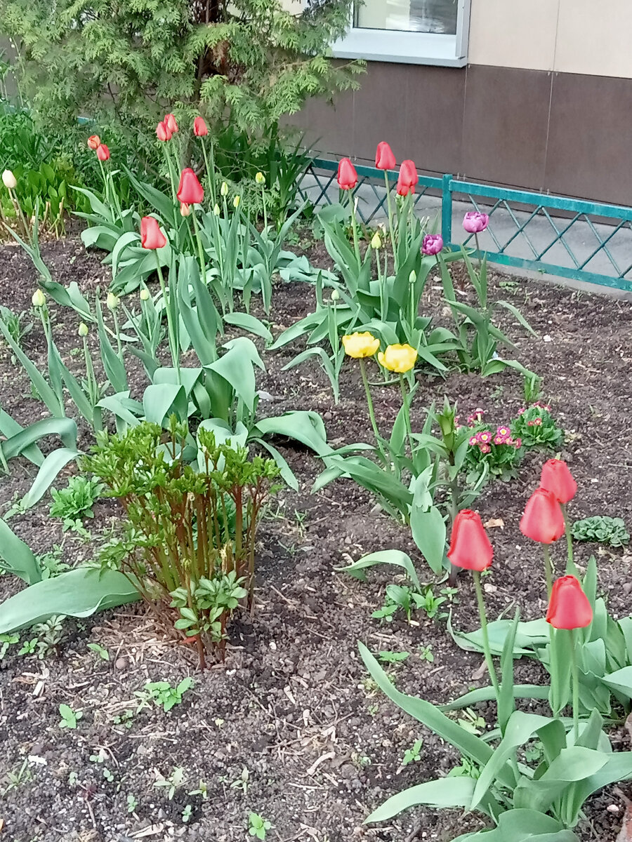 Вот такая красота!🌷🌷🌷