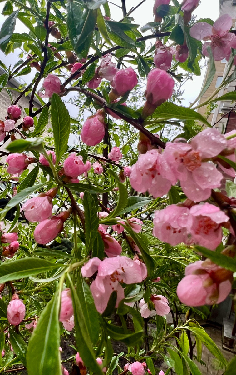 Сакура цветет во дворе . Фото автора.
