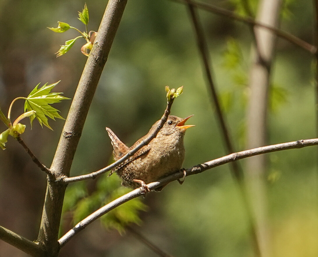 Крапивник (Troglodytes troglodytes)