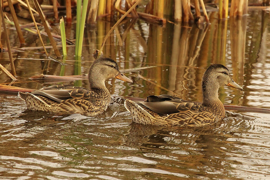 Извеняйте фото из интернета.