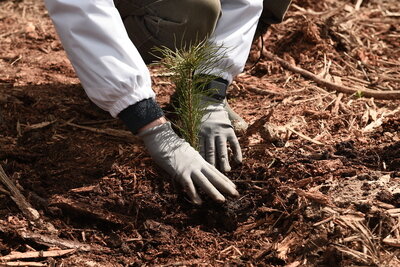    Акция "Лес Победы" ©Мария Шуревская РИАМО