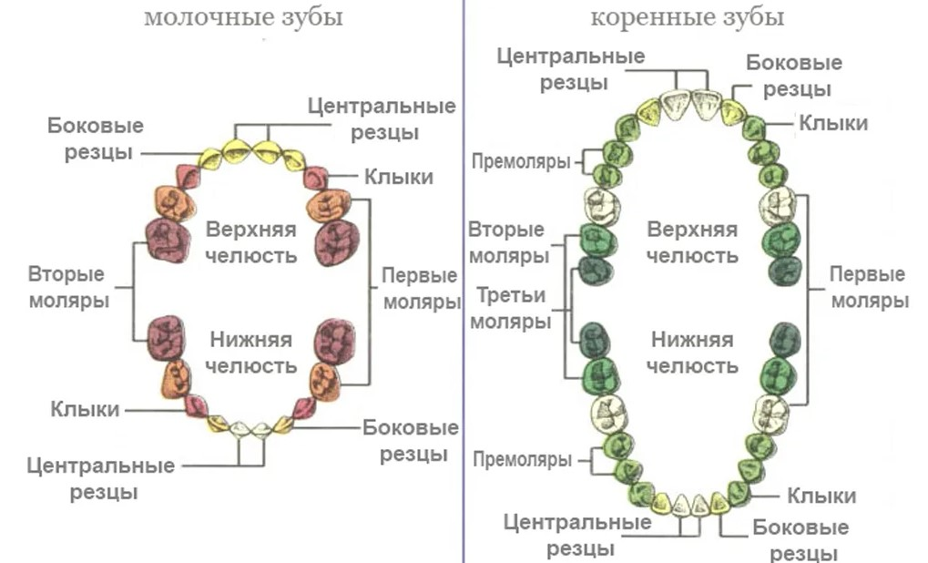 Шатается зуб через сколько выпадет. Могут ли шататься коренные зубы.