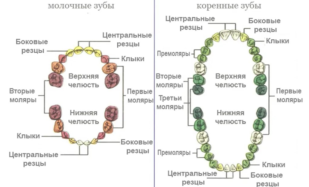 Молочные зубы меньше коренных. Растет зуб сзади молочного. Коренные зубы у детей. Что если шатается коренной зуб. Передние коренные зубы.