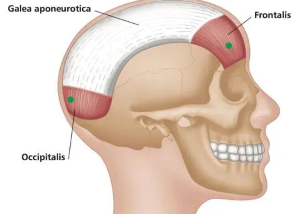 Затылочно-лобная мышца: затылочное и лобное брюшка и апоневроз между ними 