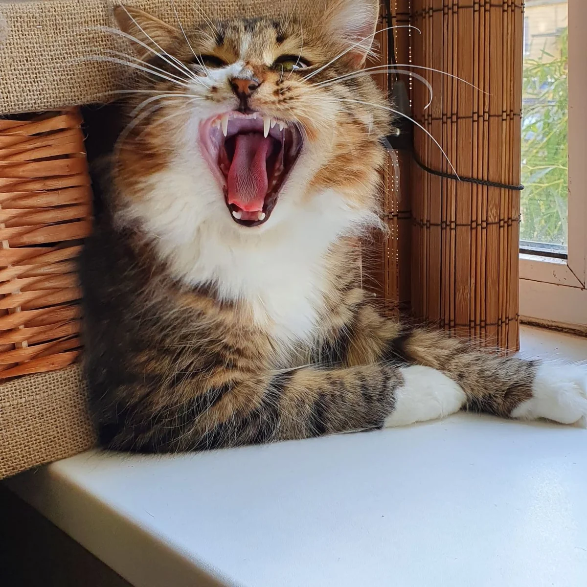 Не хочу "Вискас"! Верните мне мои подписки!!! Автор фото Андрей Михеев