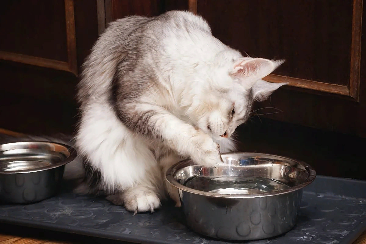 Когда дело доходит до питья, то кошки становятся очень разборчивыми. Мурлыка не станет пить грязную застоявшуюся воду, а предпочтёт ту, что бежит и журчит.-2