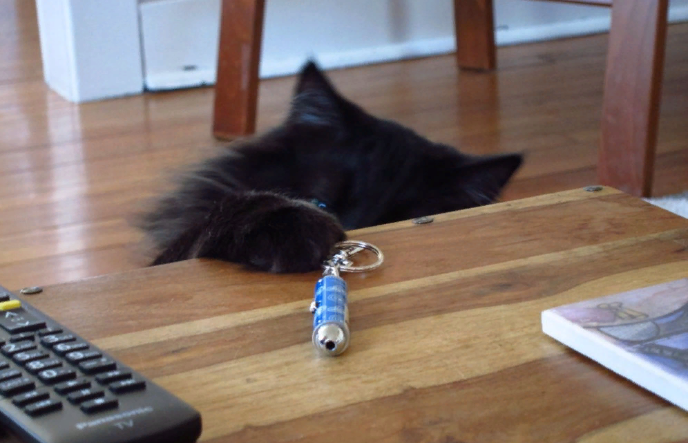 Кошка играет указкой. Лазерная указка для кота. Игры с лазерной указкой для кошек. Кот играется с лазером. Кот играет с лазерной указкой.