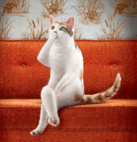 Котик в недоумении    Источник: ru pinterest