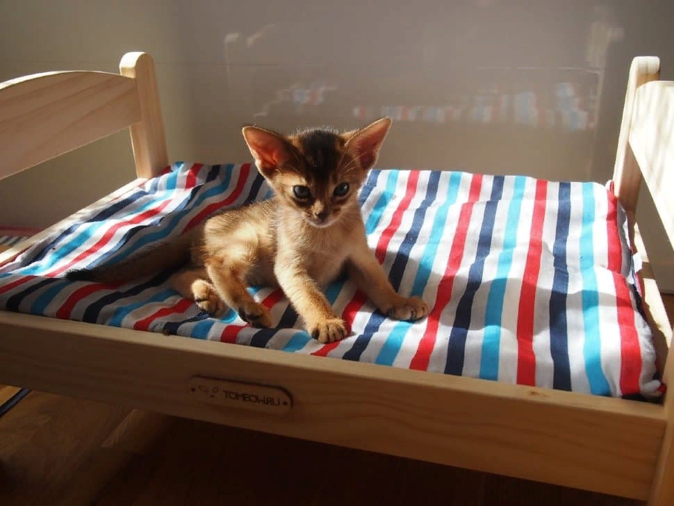 Кошка гадит на кровать что делать. Почему кот гадит на кровать хозяина причины.