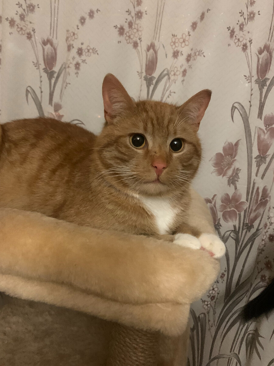 В нашем котосемействе