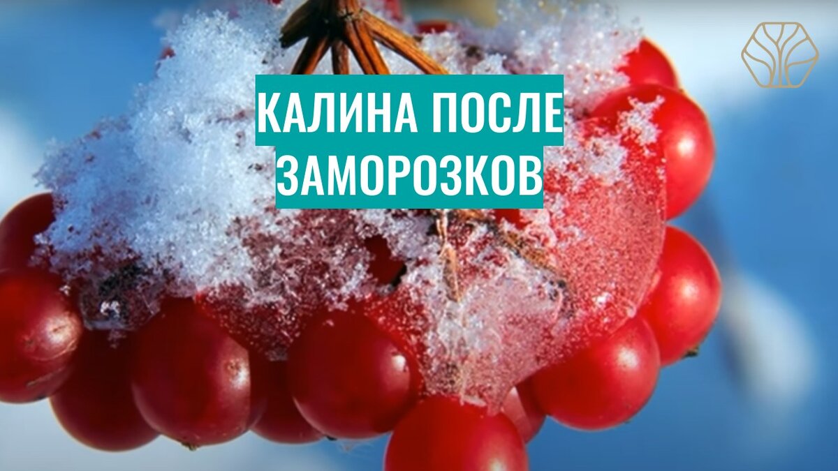 Калина – забытое средство наших предков от ломоты в теле при простуде.  Доктор рассказал о свойствах чудо-ягоды | Древмасс | Дзен