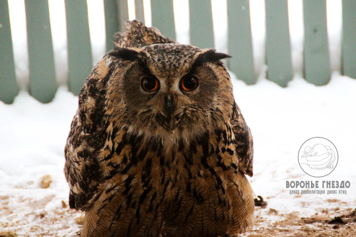 Обыкновенный филин, подопечный реабилитационного центра.