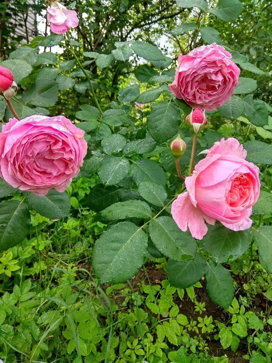 Роза от Кордес, 2020 год