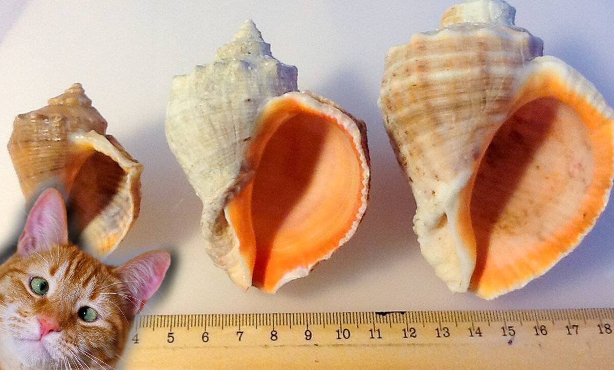 Фото с просторов интернета