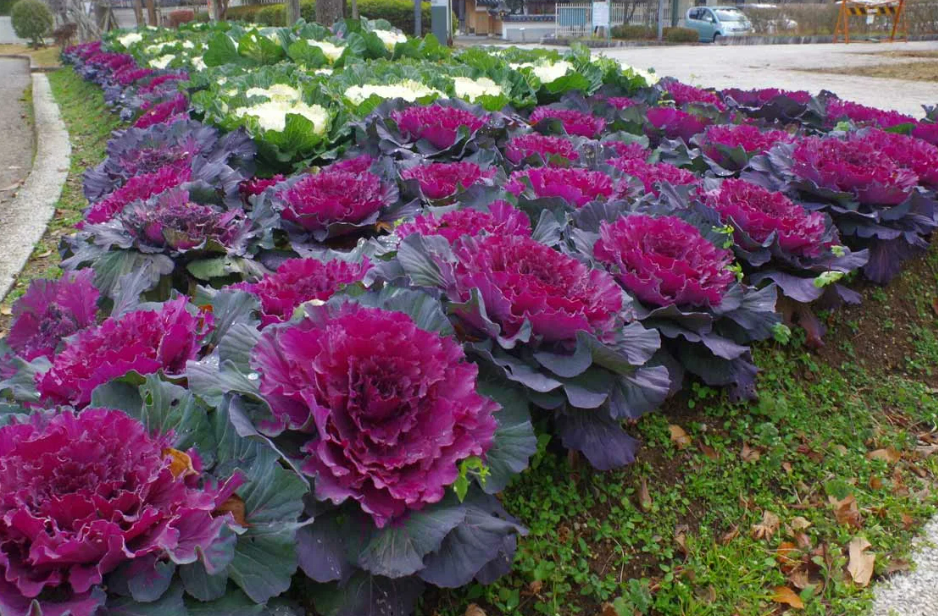 Фотография взята из источника flo.discus-club.ru 