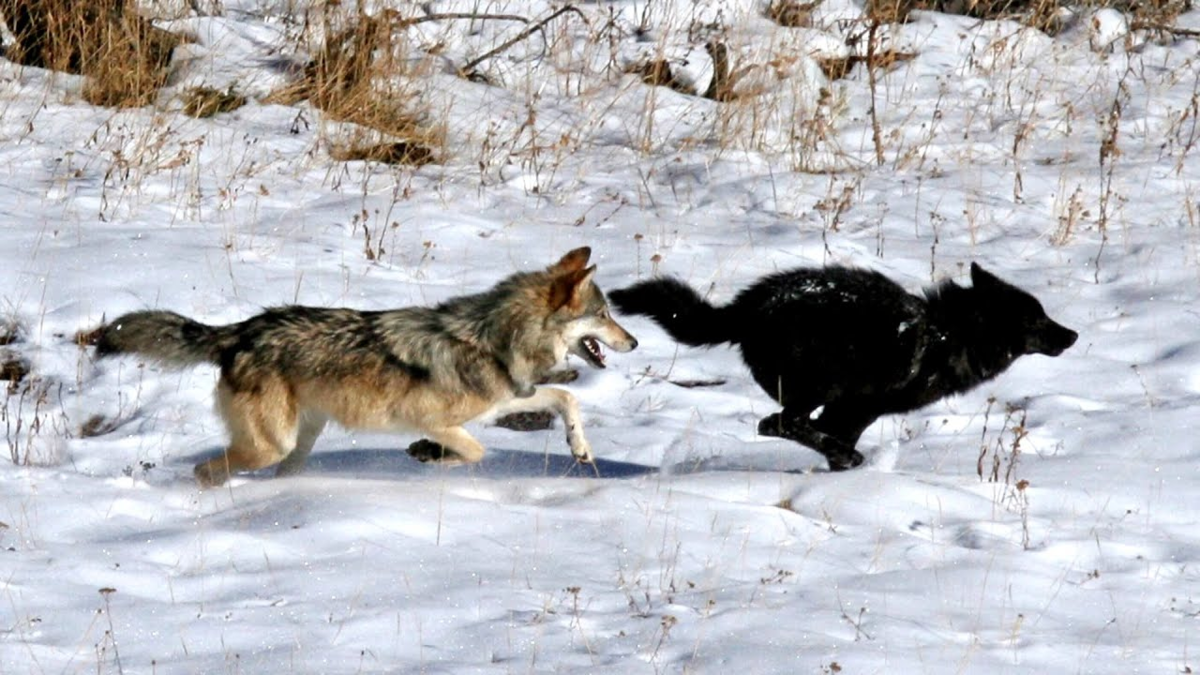 Легендарное продолжение серии фильмов «Бой с тенью» — «Бег с тенью»! Смотрите во всех кинотеатрах страны!