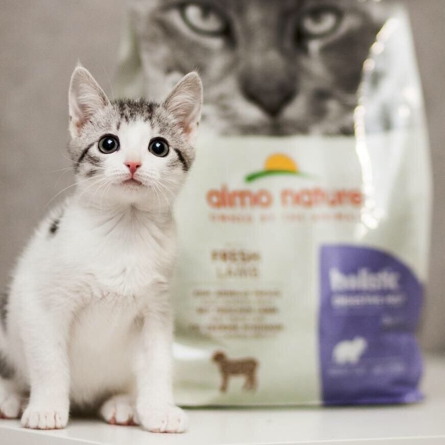 Почему котенок не ест: что делать, если котенок отказывается от еды | Royal Canin