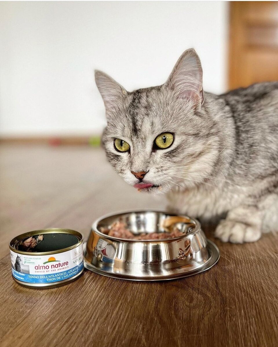 Почему кошка не ест влажный корм? | Petshop Journal | Дзен