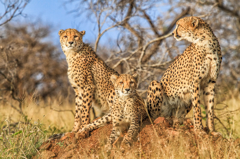 Автор фото: Жако Маркс