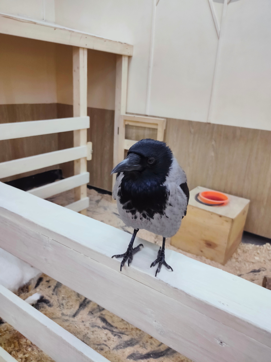 Ворона Варя не любит детей и женщин. Любит мужчин и деньги. Угощение у меня так и не взяла. 