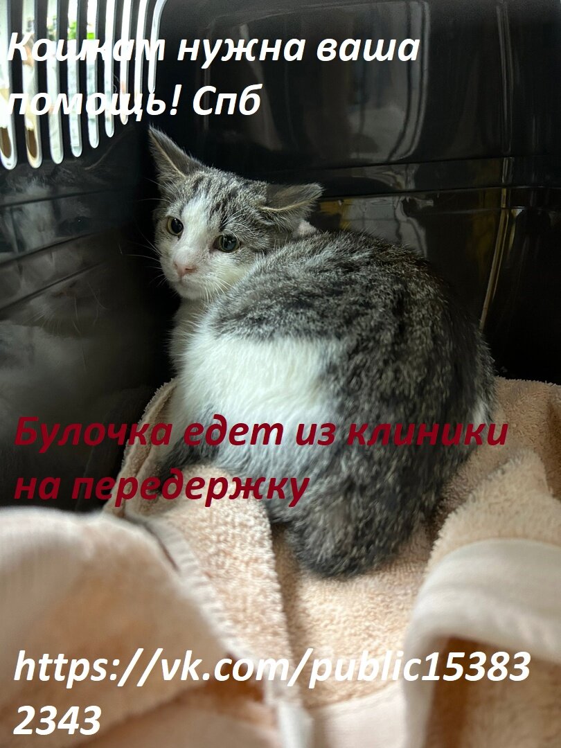 Напугана переездом, но по глазкам видно, что ей гораздо лучше