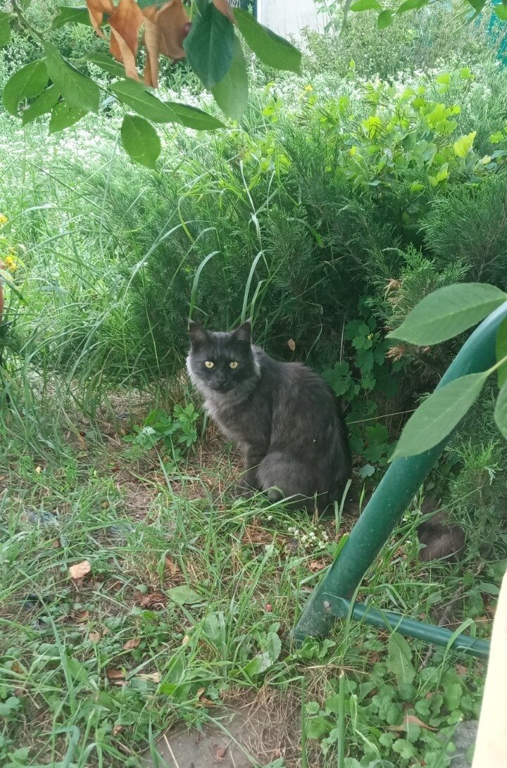коты у нас везде)